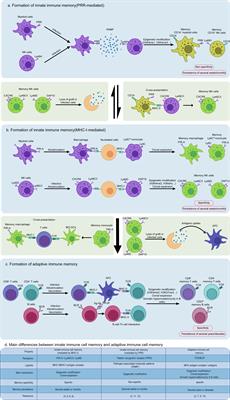 Commentary: PIRs Mediate Innate Myeloid Cell Memory to Nonself MHC Molecules